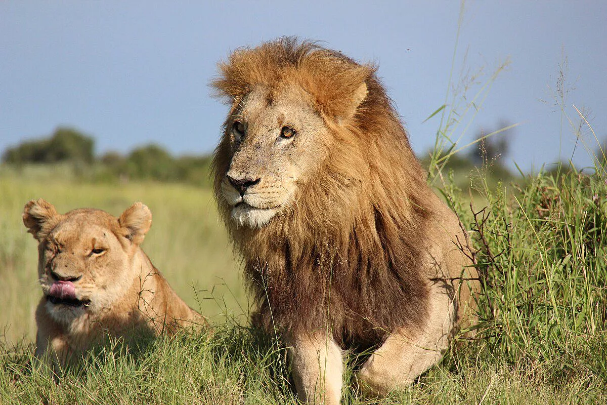 Coppia leoni Duba Plains