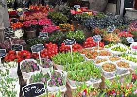 turistipercaso olanda-ay8mr