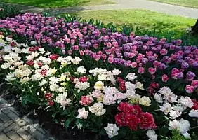 turistipercaso olanda-kdd7a
