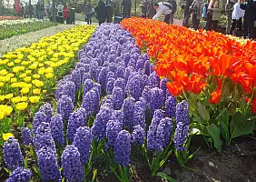 turistipercaso olanda-mc2p7