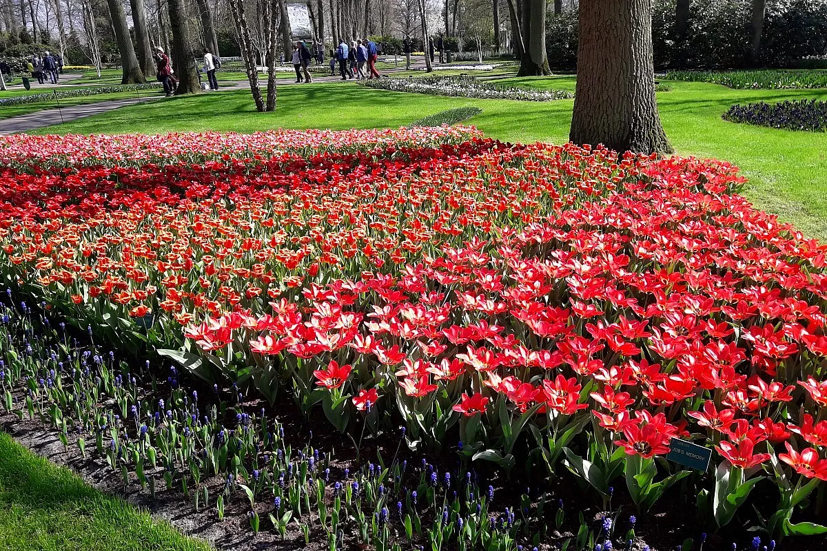 Amsterdam e dintorni… tra mulini e tulipani!