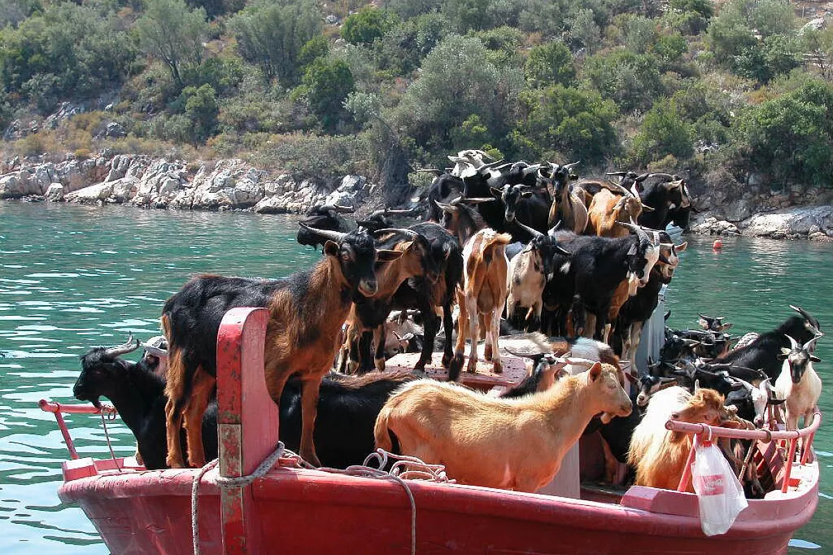 Un pezzo di Paradiso è caduto su Alonissos