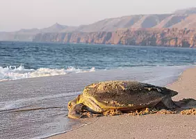 turistipercaso oman-4cqkk