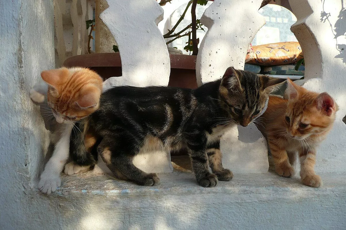 Vacanza a Santorini di 2 coppie giovani