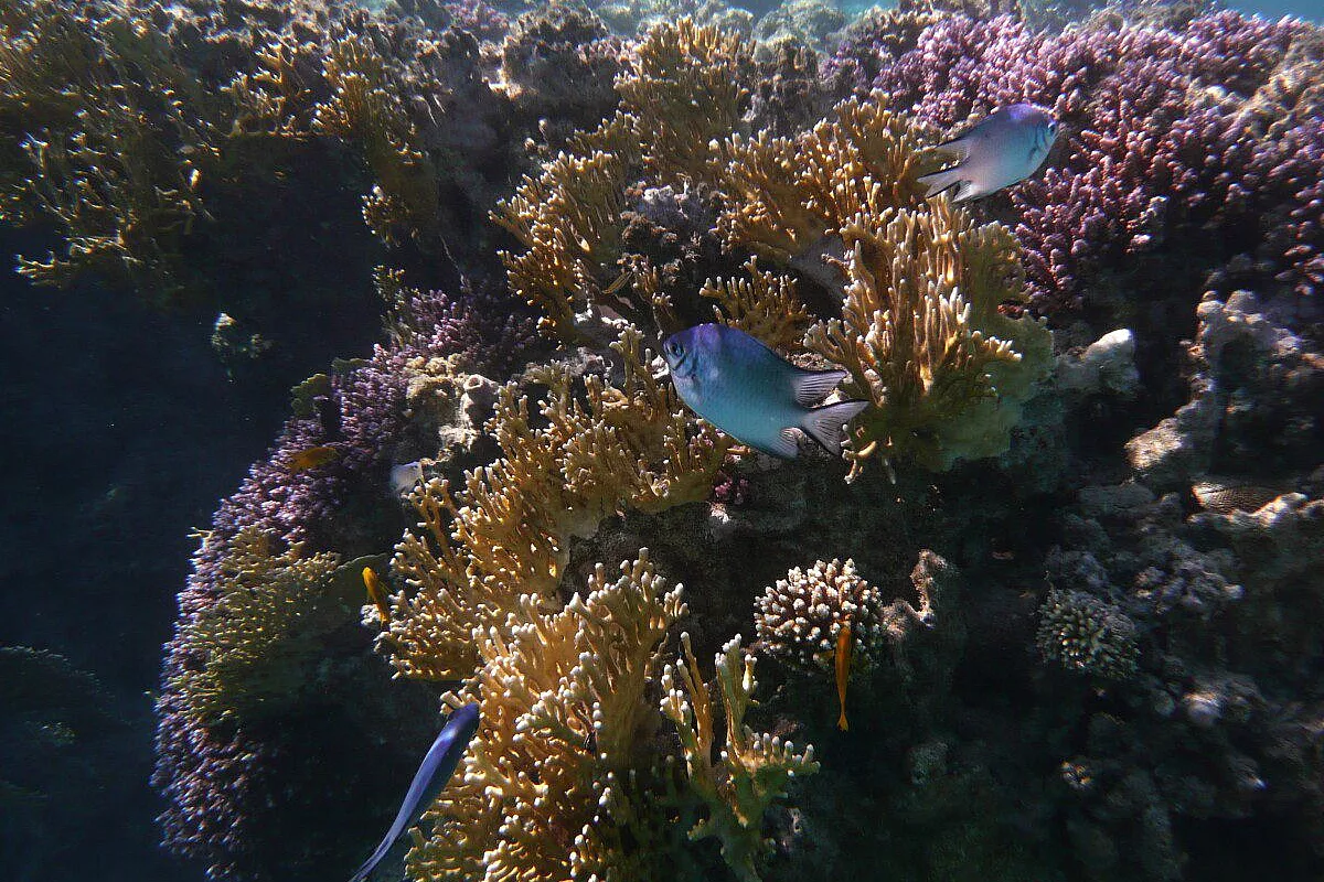 Marsa alam 2009
