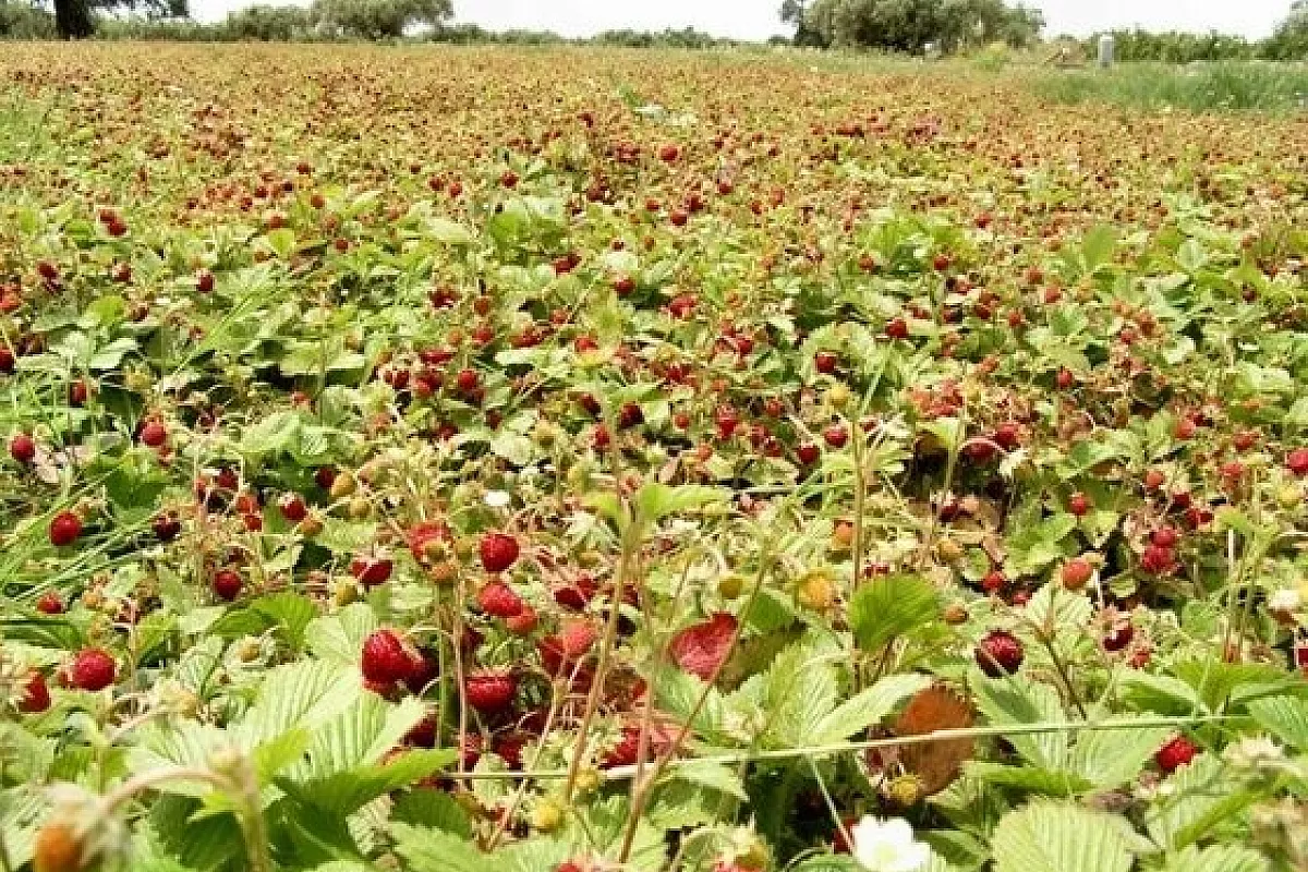 Il Decalogo dei paesaggi agricoli