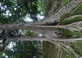 turistipercaso panama-c7rm5