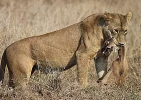turistipercaso parco-nazionale-del-serengeti-pszuf