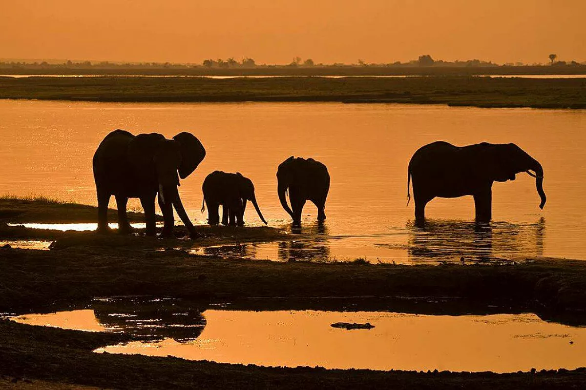 elefanti nel Lake Manyara