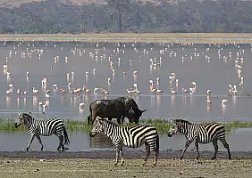 turistipercaso parco-nazionale-del-serengeti-tgv8y
