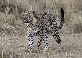 turistipercaso parco-nazionale-del-serengeti-wg4ka