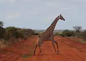 turistipercaso parco-nazionale-tsavo-east-pzy1p