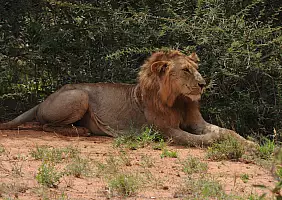 turistipercaso parco-nazionale-tsavo-east-yswdc