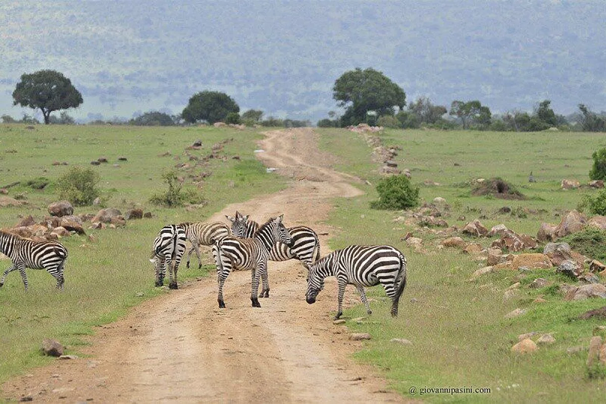 Zebre al Masai Mara
