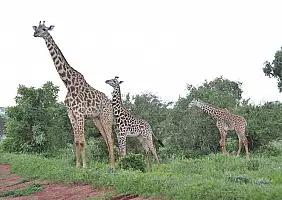 turistipercaso parco-tsavo-est-eukpj