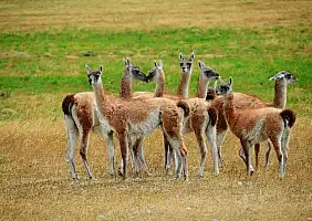 turistipercaso patagonia-eswhq