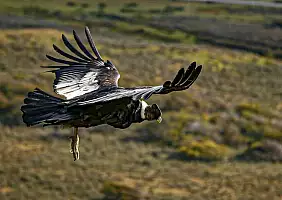 turistipercaso patagonia-puzzv