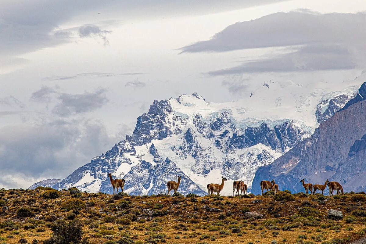 Guanachi e massiccio Paine
