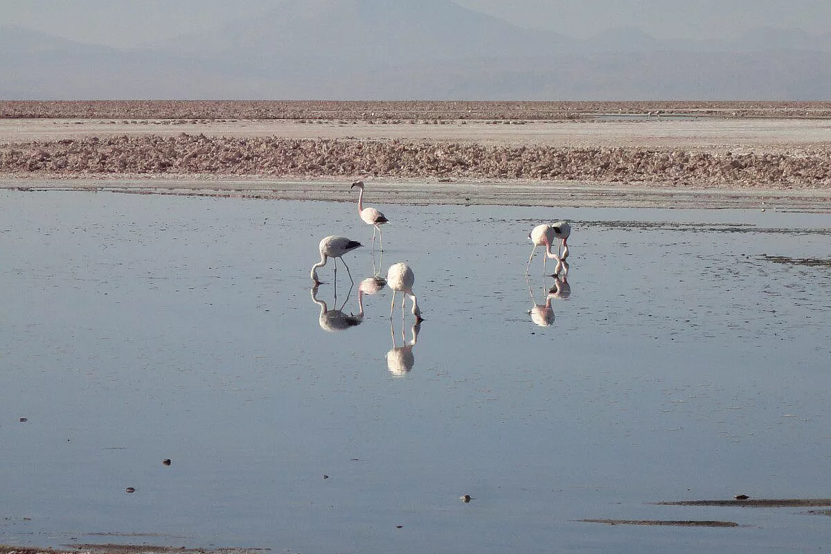 Laguna de Chaxa