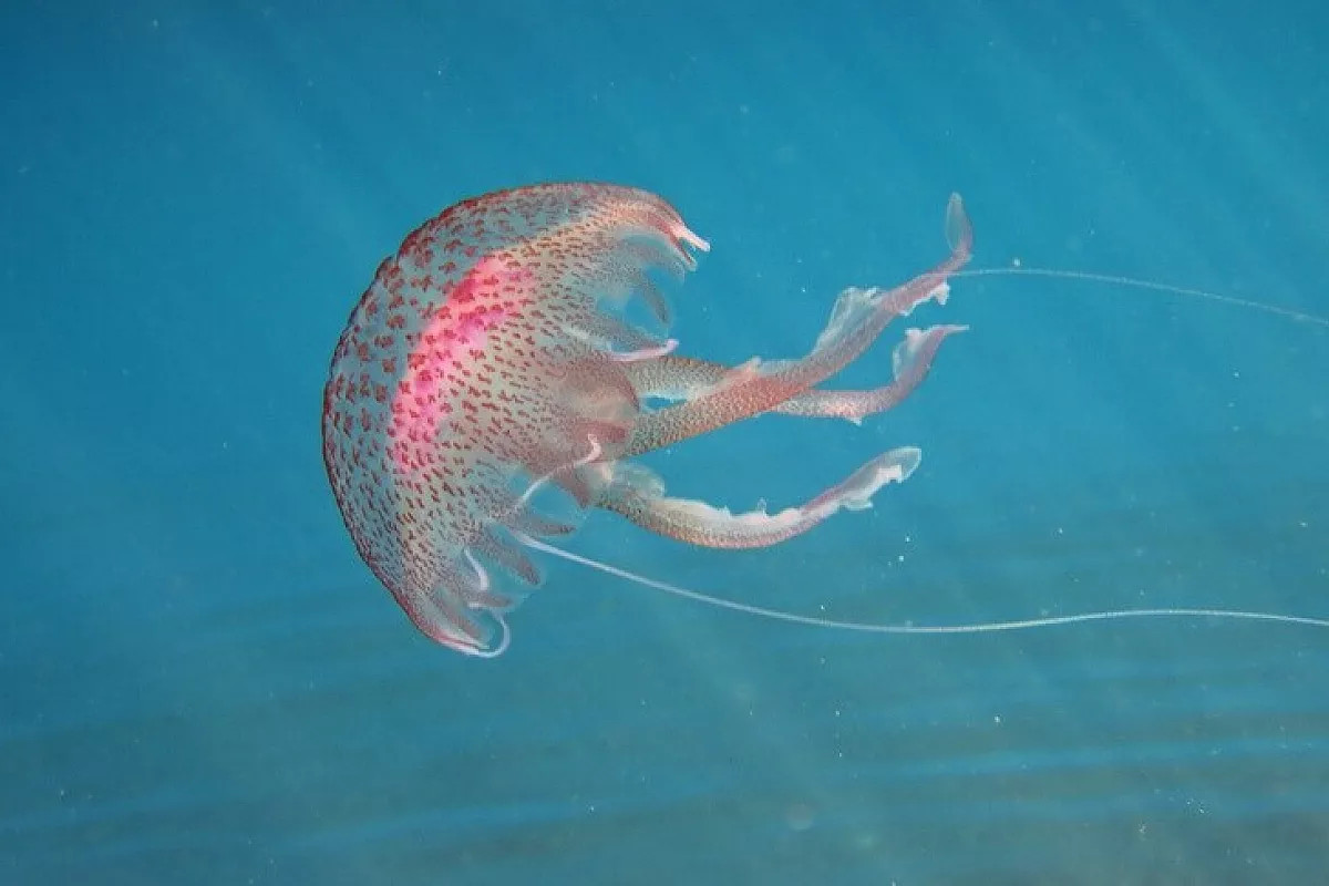 Pelagia noctiluca: è lei l’ospite indesiderata delle vacanze al mare