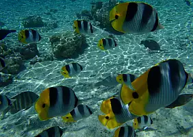 turistipercaso polinesia-g7gqa