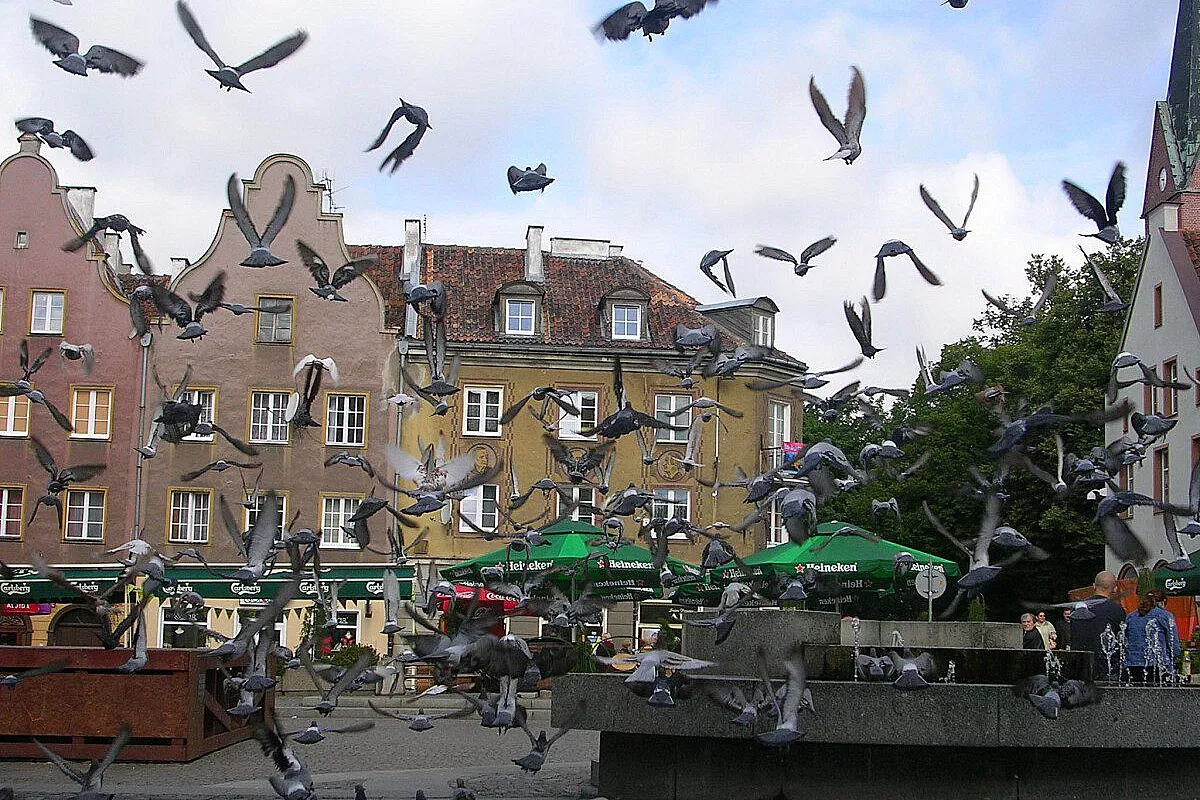 Polonia - piccioni a Olsztyn