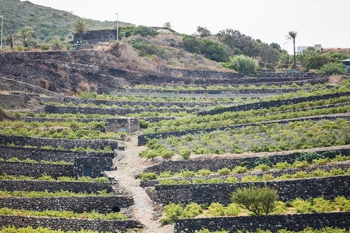 Prodotti di Pantelleria tra capperi e vini DOC