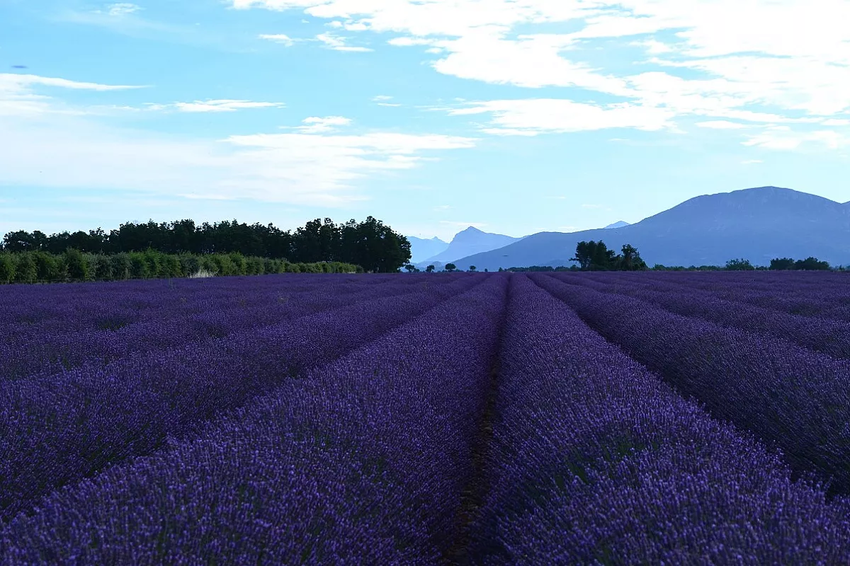 La Provenza durante la fioritura della lavanda