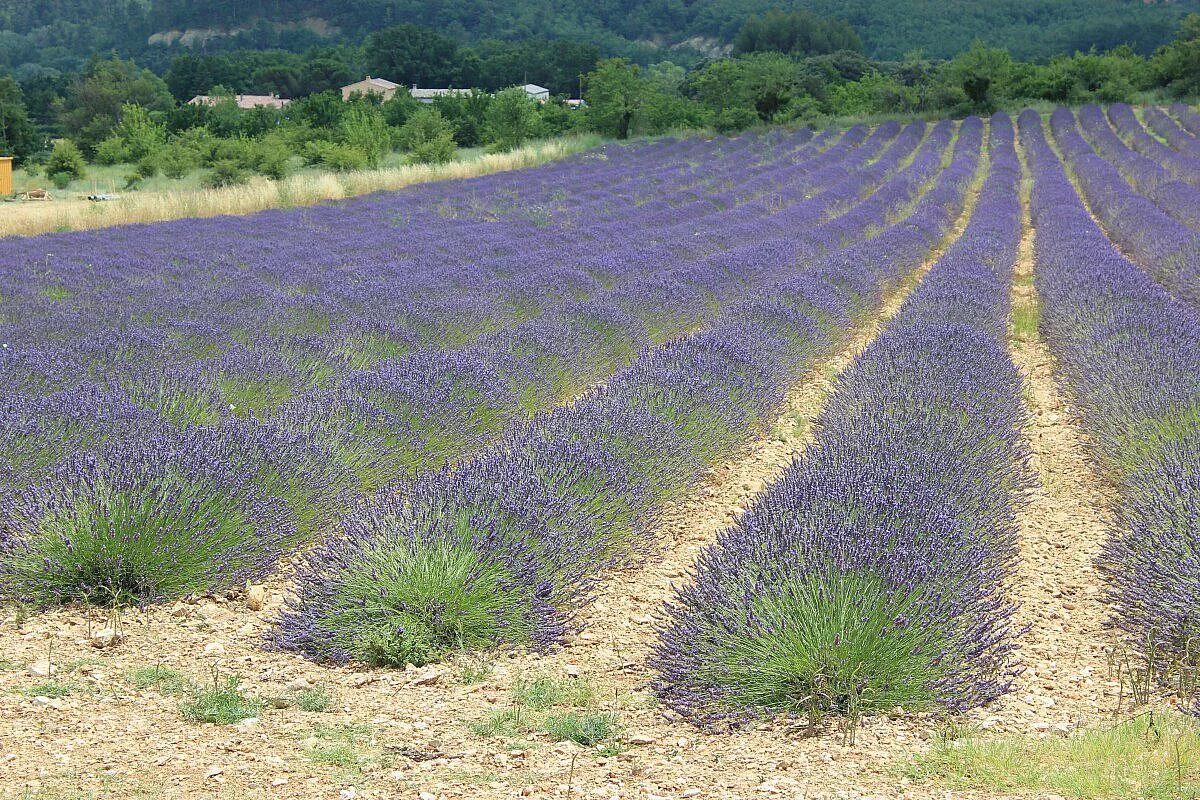campo di lavanda
