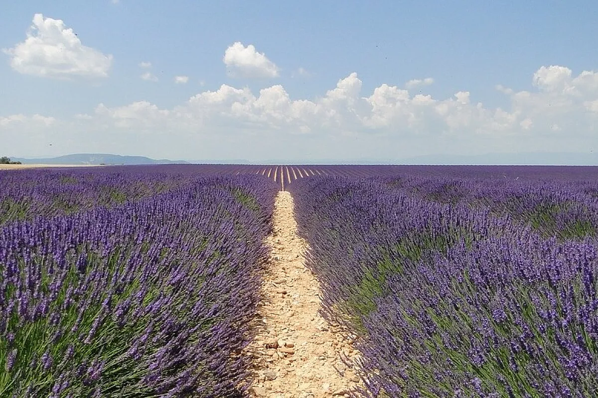 Provenza in fiore