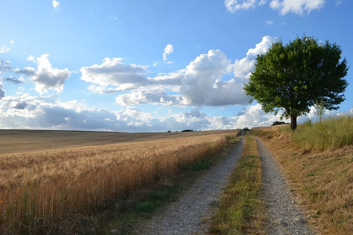 Campi di grano