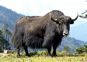 turistipercaso punakha-c6bcj