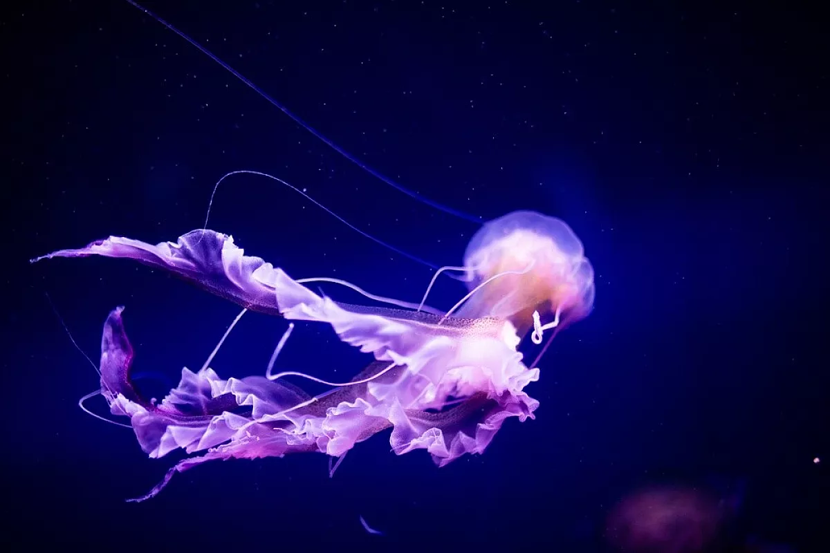 Puntura medusa: cause, rimedi e prevenzione