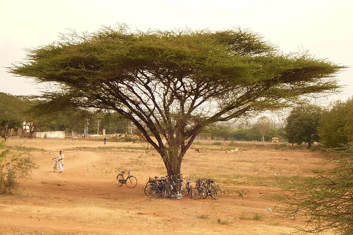 L’India tanto sognata