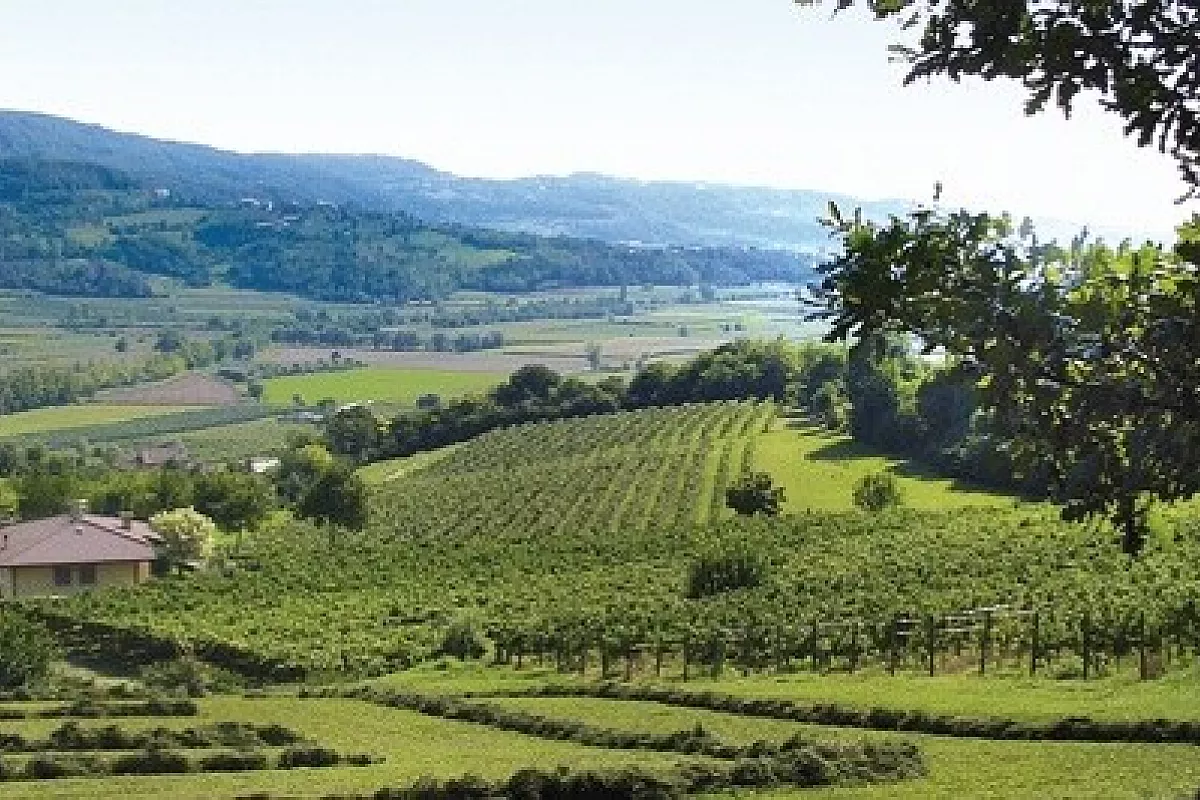 Qualità, storia, gusto e accoglienza, alla scoperta di Distilleria F.lli Brunello