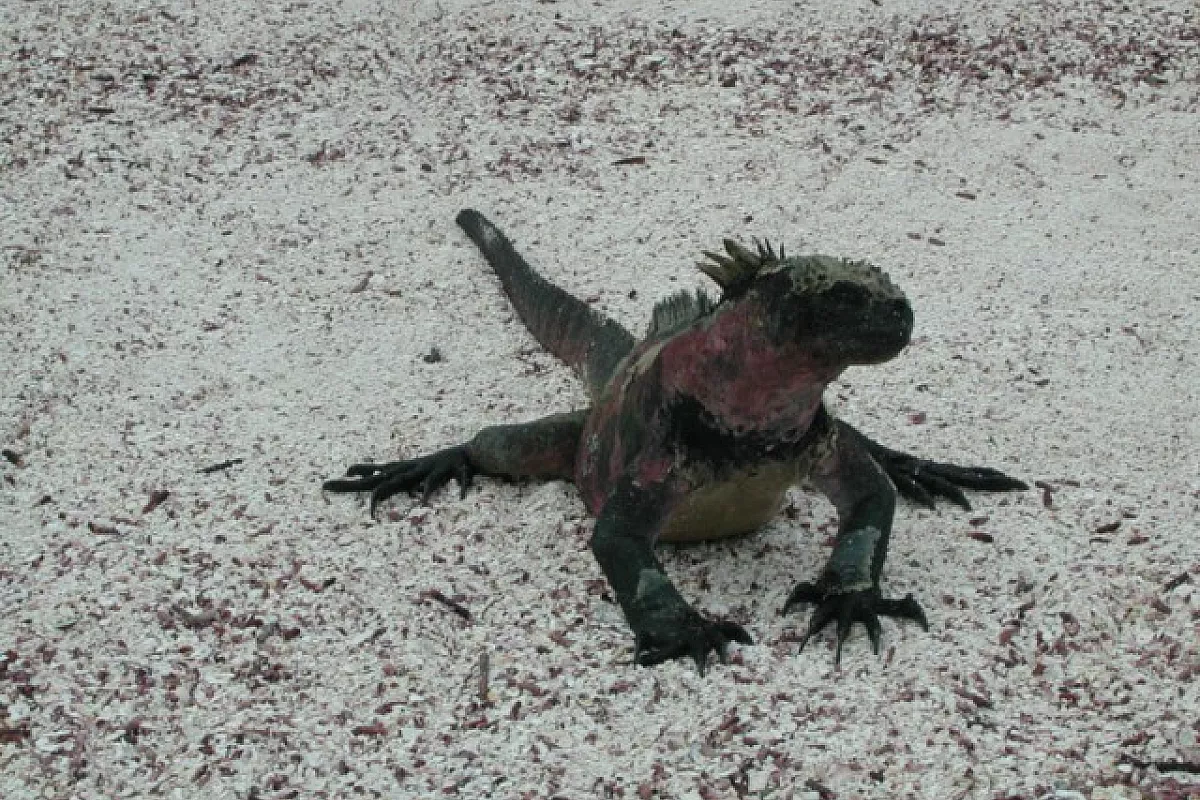 Informazioni utili per un viaggio in Ecuador e Galapagos