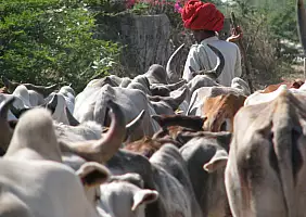 turistipercaso rajasthan-3v1ua