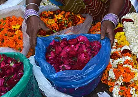 turistipercaso rajasthan-a744t