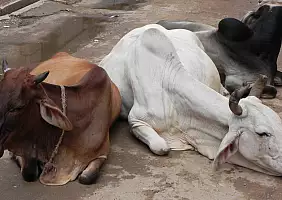 turistipercaso rajasthan-ajvna