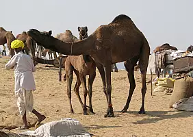 turistipercaso rajasthan-z1wev