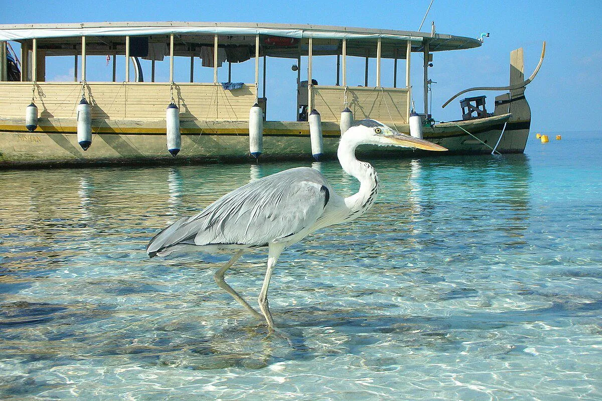 Bathala, la perla delle Maldive