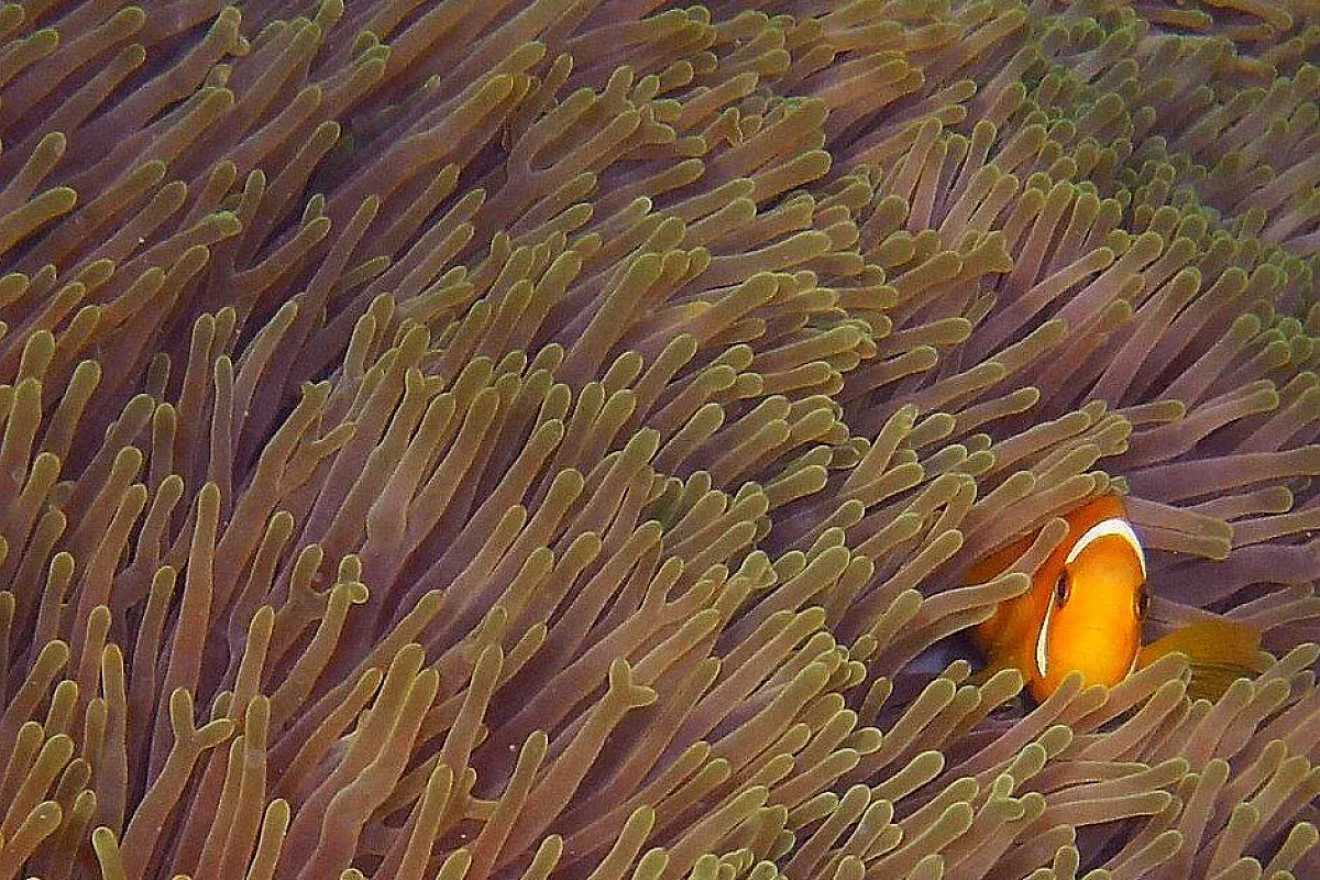 Maldive: il paradiso di Kihaad