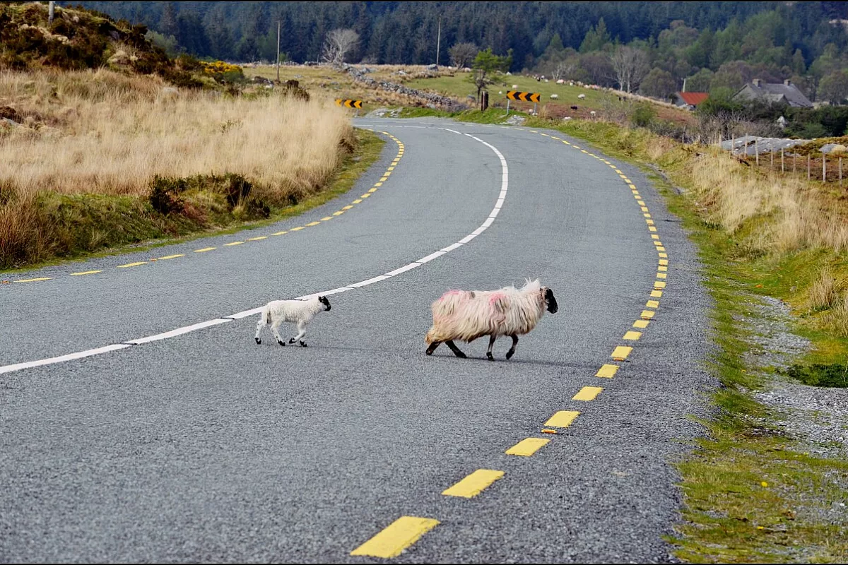 pecore irlandesi