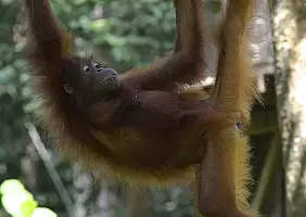 turistipercaso sabah-85y97