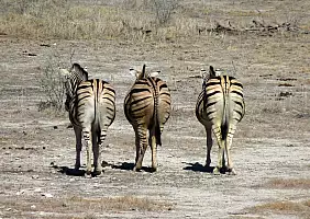 turistipercaso safari-36qez
