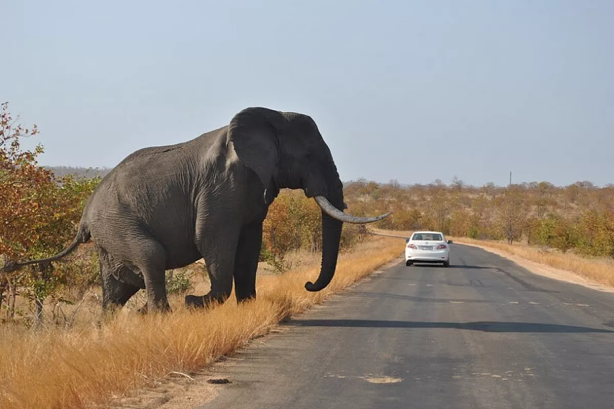 Sudafrica e Zimbabwe: safari nei grandi parchi