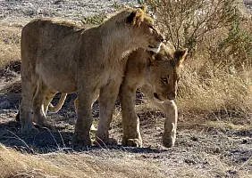 turistipercaso safari-cvhdf