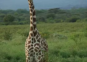 turistipercaso safari-g1y44