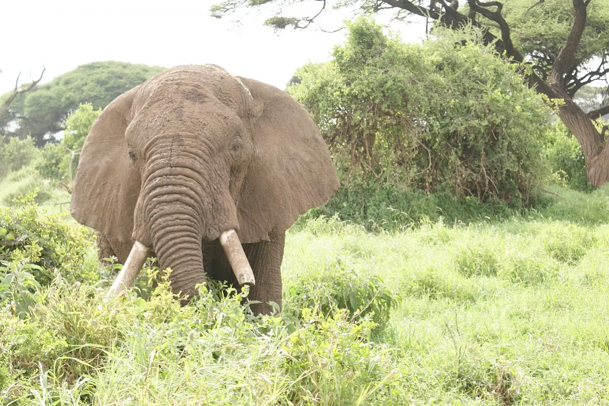 kenya
