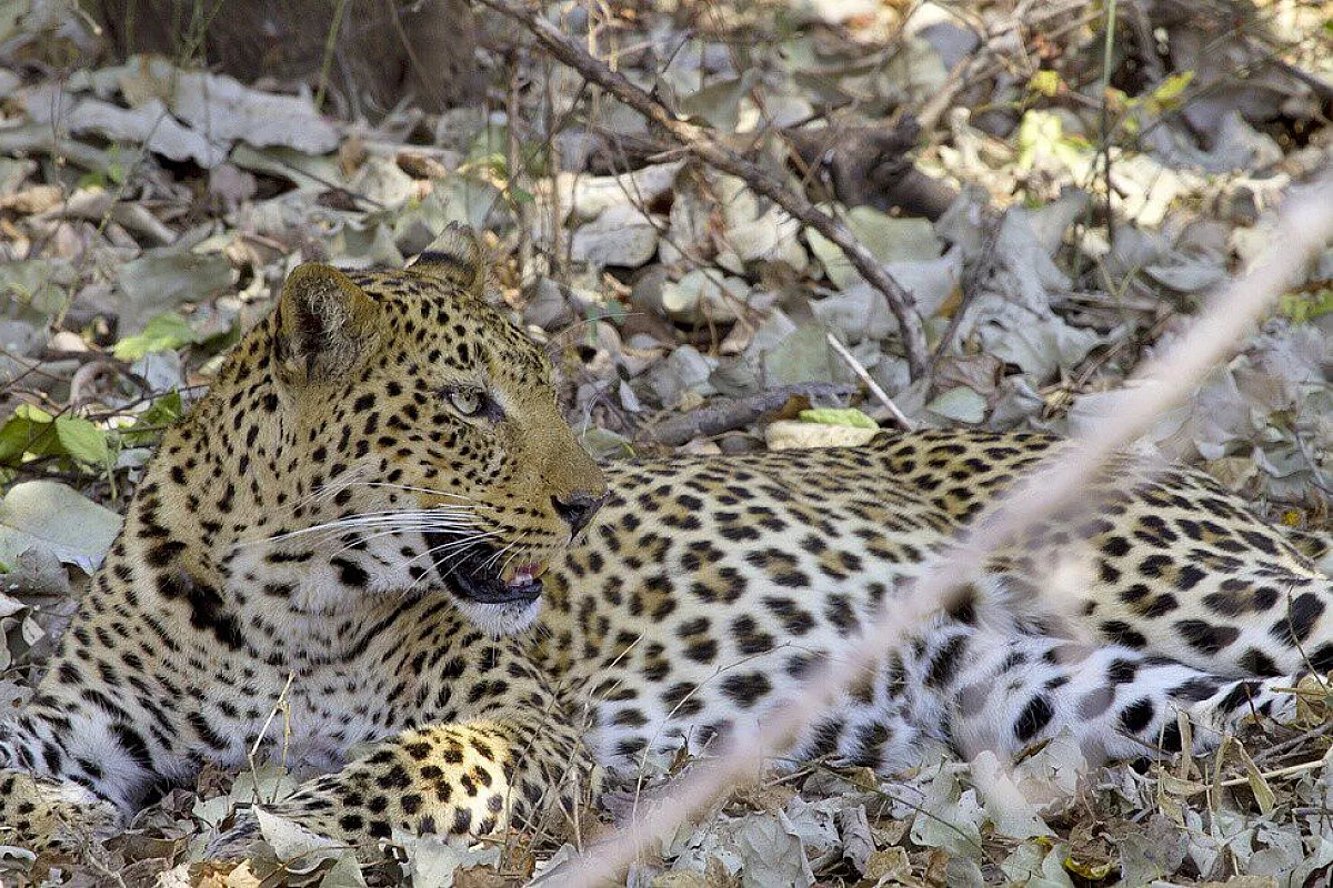 Zambia - Leopardo
